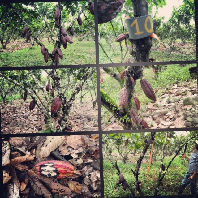 Establecimiento de parcelas para el registro de datos y aplicación de bioles como actividades de investigación en Hacienda San Rafael.