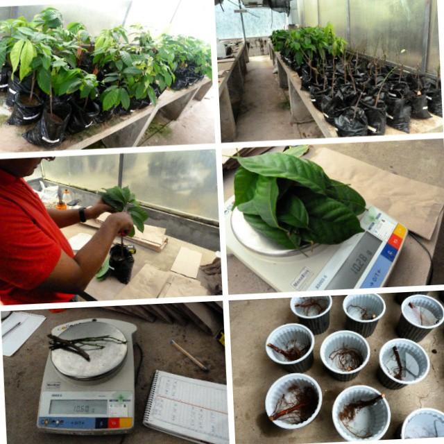 Ensayo en condiciones controladas para determinar la capacidad de enmiendas aplicadas al suelo en la captura de cadmio en suelos cacaoteros (Tesis Doctoral).
