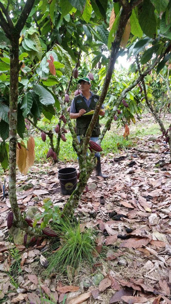 Registro de parámetros agronómicos y fitosanitarios en las parcelas de muestreo ubicadas en la Hacienda San Rafael.