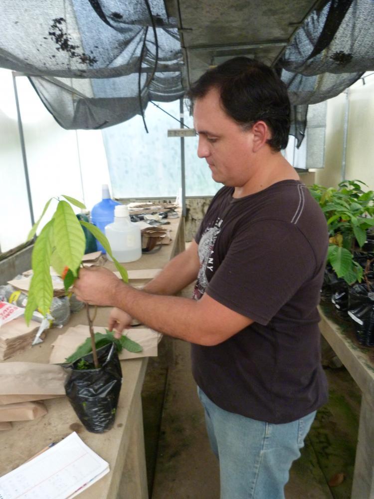Ensayo en condiciones controladas para determinar la capacidad de enmiendas aplicadas al suelo en la captura de cadmio en suelos cacaoteros (Tesis Doctoral).