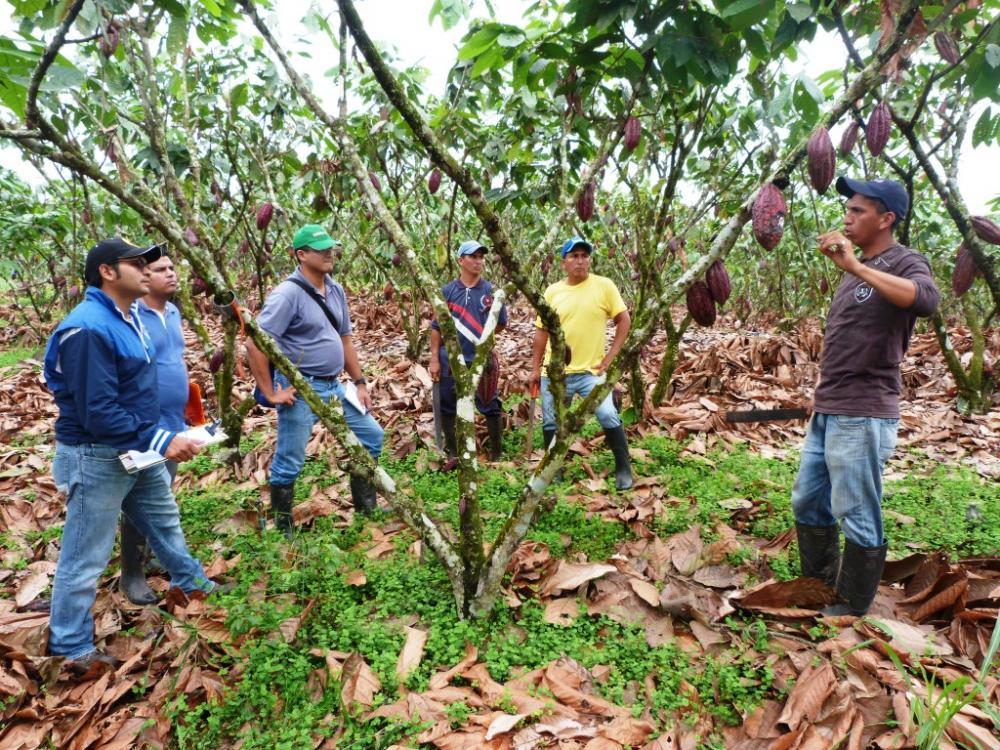 Personal del CIBE conversa con trabajadores de Hacienda San Rafael sobre los pasos del protocolo de registro de datos y aplicación de bioles a utilizar durante la vigencia del proyecto.